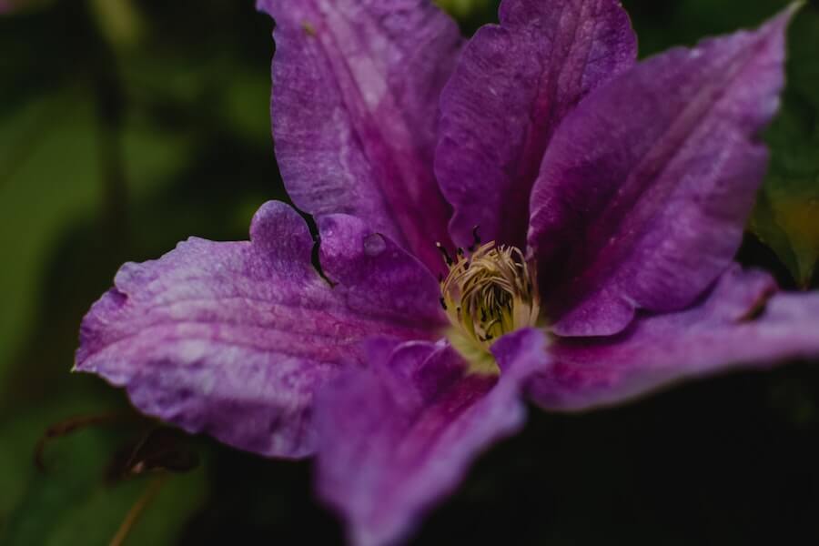 winter flowering clematis winter garden plant purple 