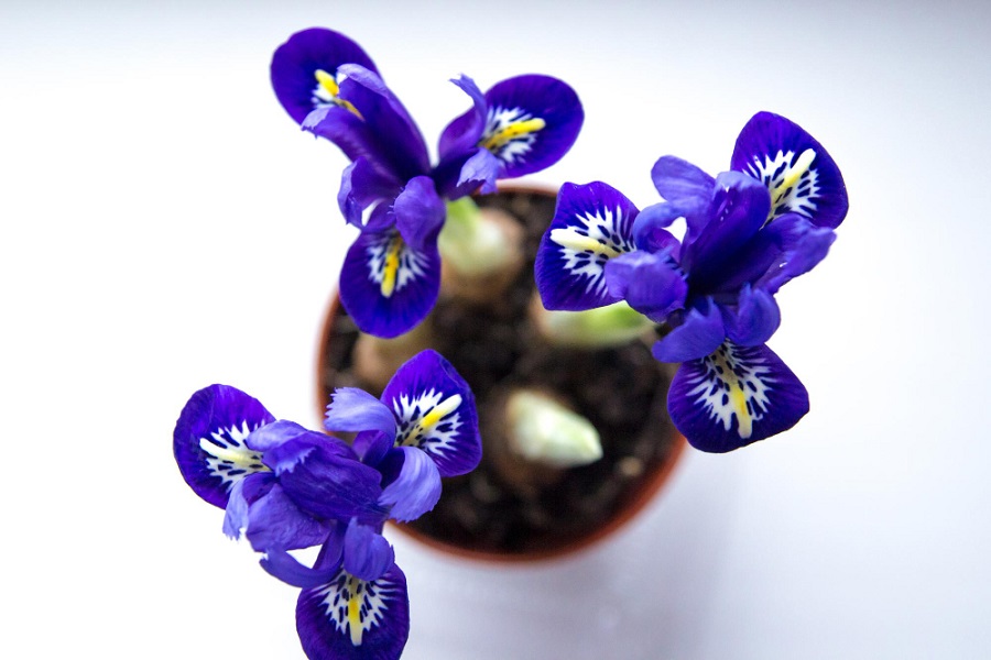 reticulated dark blue iris