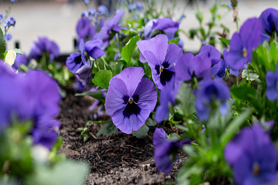 violas small purple