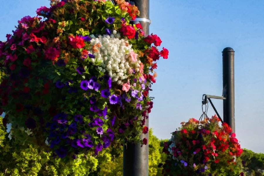 hanging baskets for low-maintenance garden 