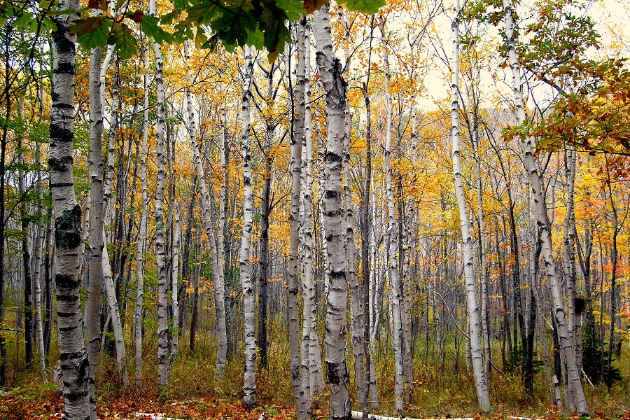 birch best tree for garden privacy