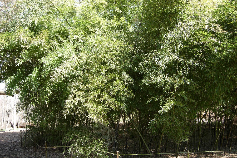 black bamboo best tree for garden privacy