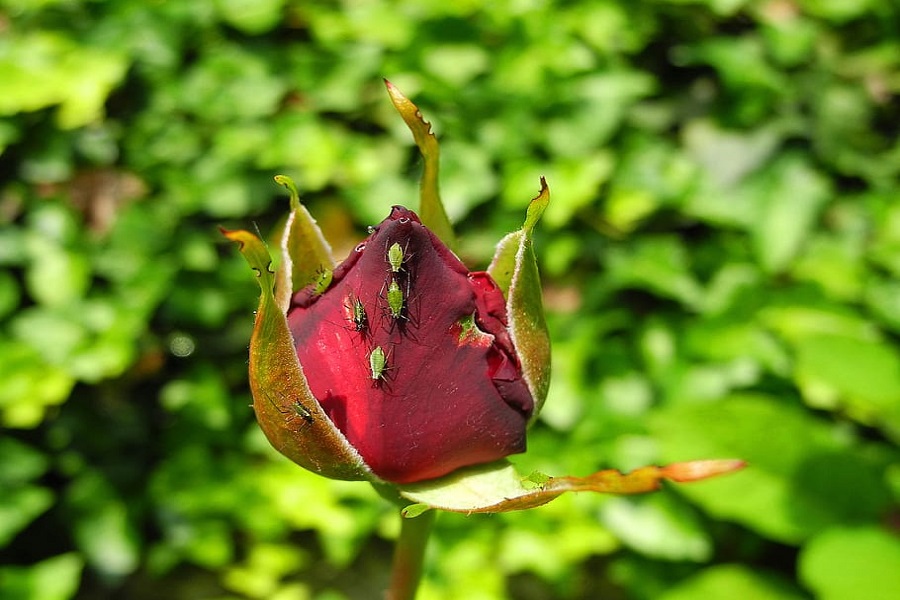 how to get rid of greenfly and blackfly on all forms of plants 