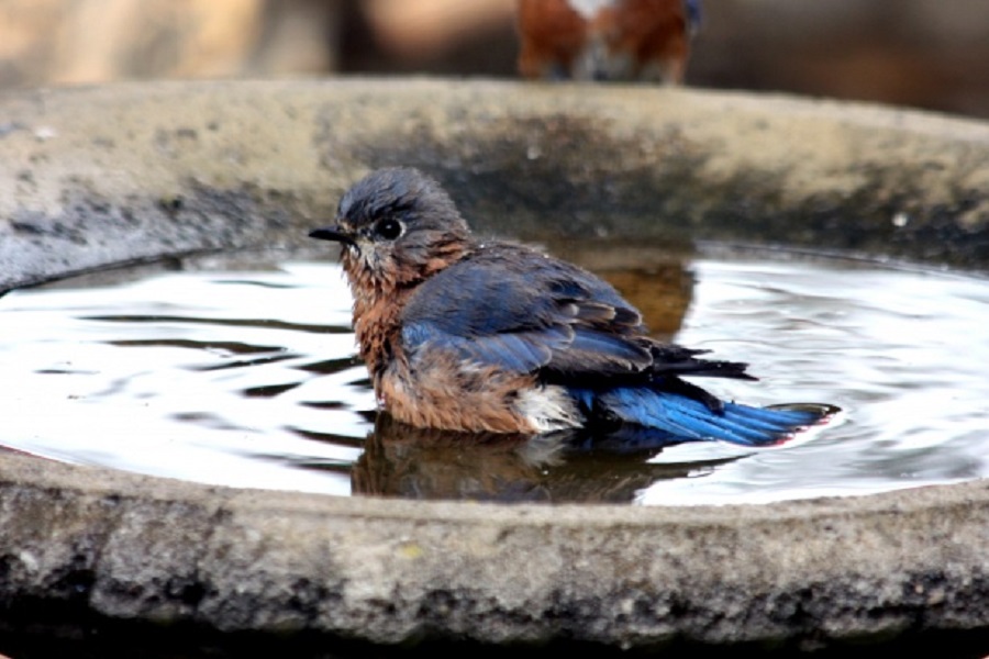 attract birds with a birdbath to help on how to get rid of greenfly and blackfly