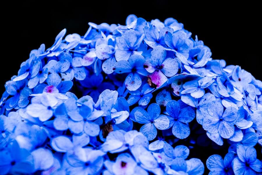 dark blue hydrangea