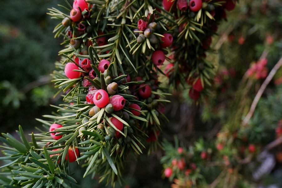 English yew best trees for garden privacy