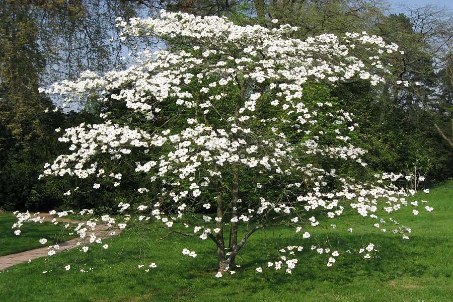 flowering dogwood best trees for garden privacy