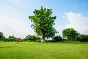best trees for garden privacy
