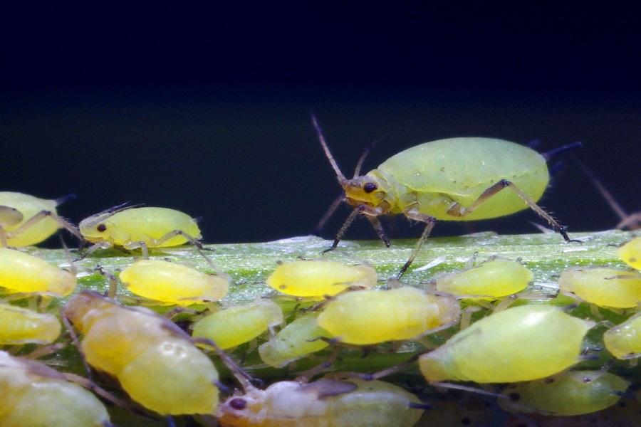 image of greenfly sucking on plants 