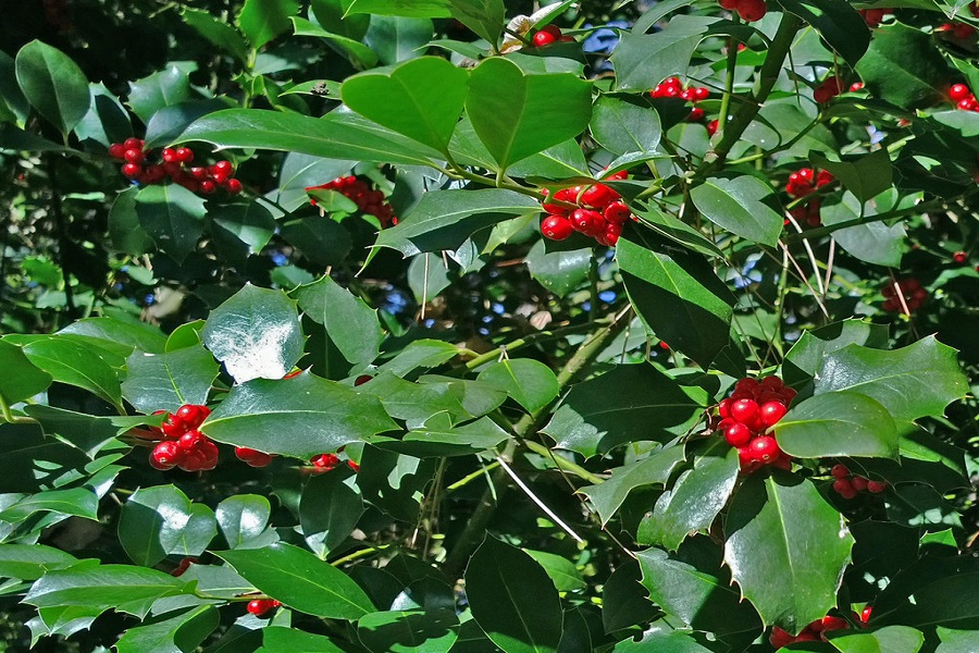 holly best tree for garden privacy