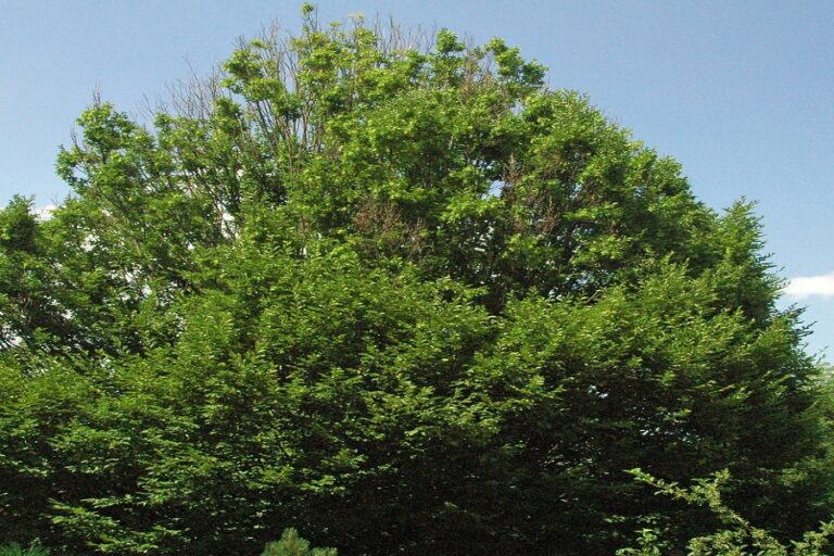 The 15 Best Trees for Garden Privacy Sefton Meadows Blog