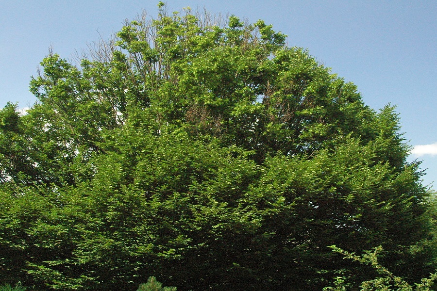 hornbeam best tree for garden privacy