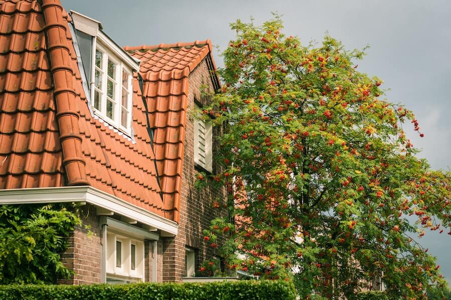 house with tree