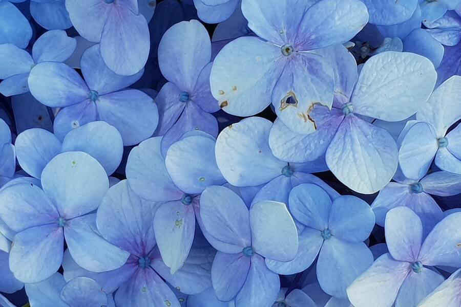 damaged flowers and leaves ready for hydrangea pruning