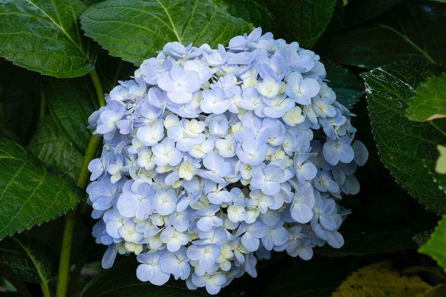 light hydrangeas