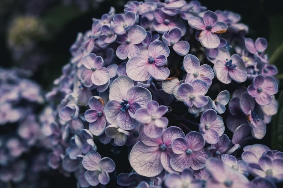 ready for pruning hydrangeas 