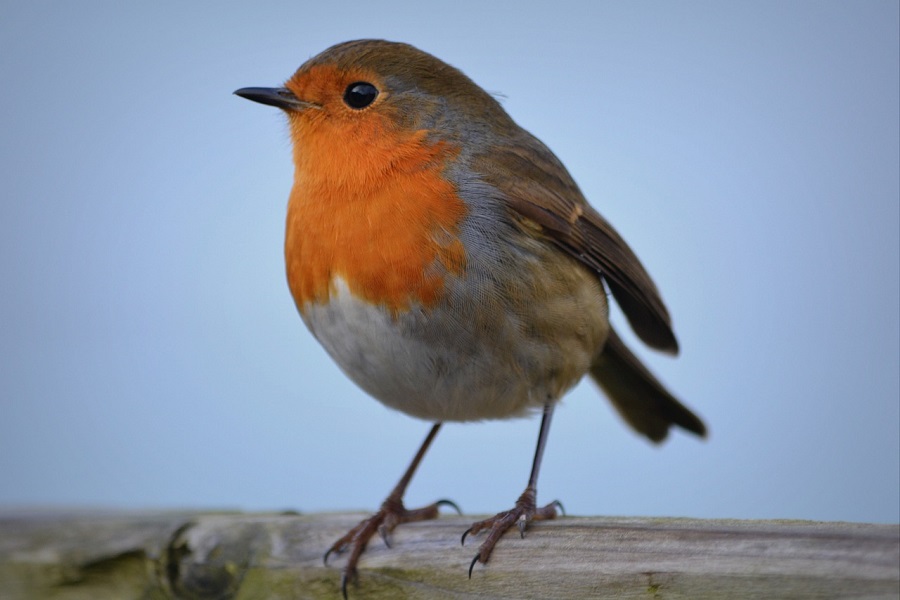 image of robin a common UK bird for getting rid of aphids 