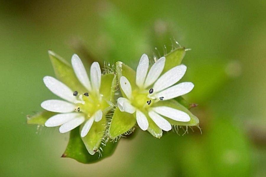 chickweed annual weed learn how to get rid 