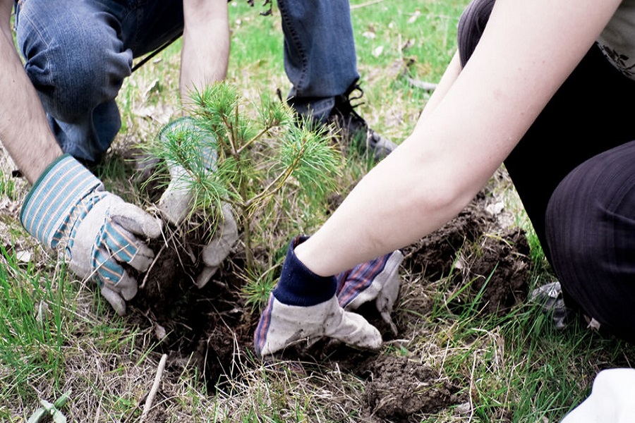 how to get rid of weeds by digging them up 