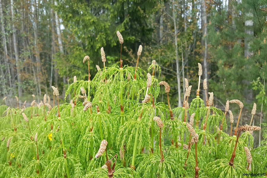 field horsetail remove weed from garden 