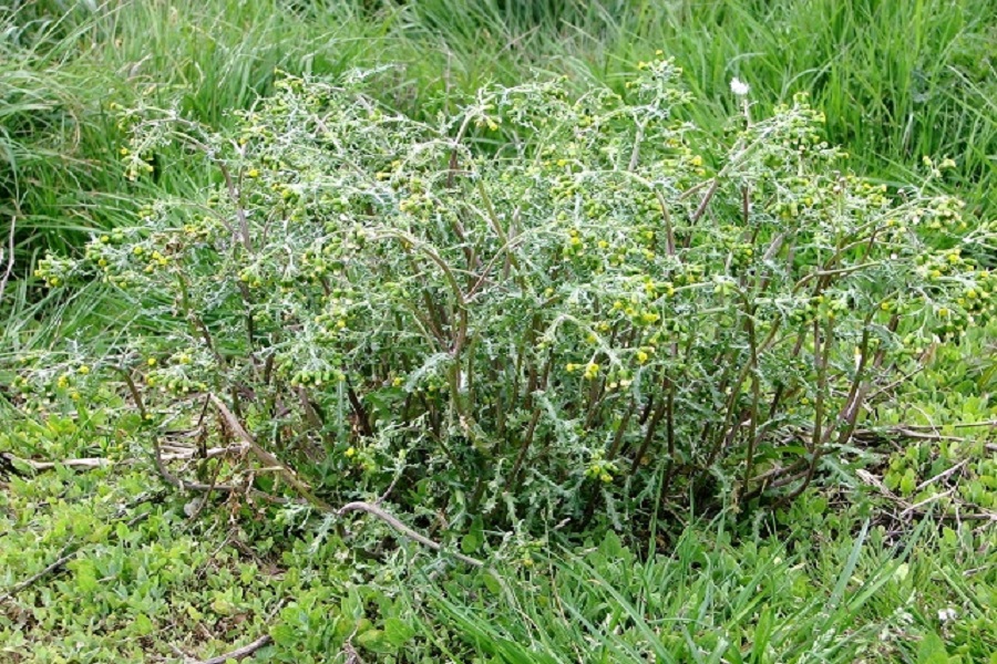 common groundsel weed to remove from garden 