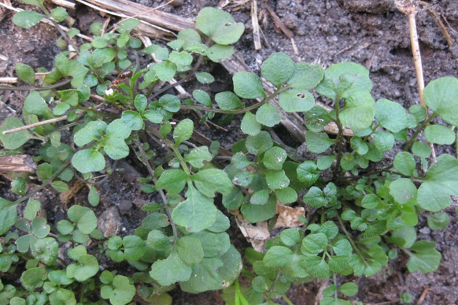 hairy bittercress to get rid of weeds from garden 