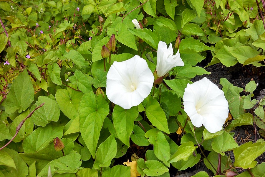 hedge bindweed to remove from garden
