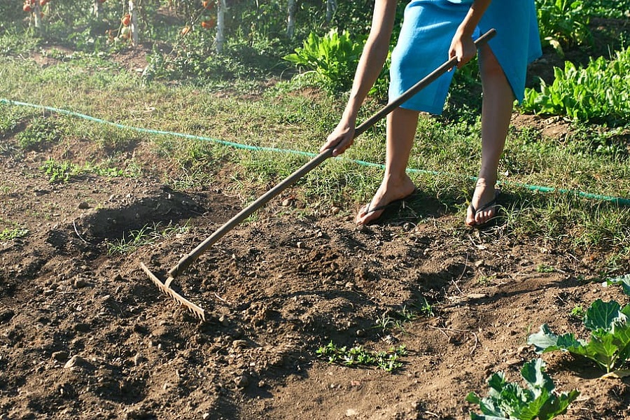 get rid of weeds using hoe and rake