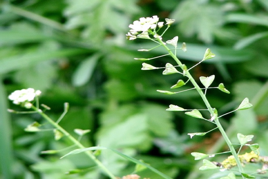 shepherds purse learn how to get rid of weeds 
