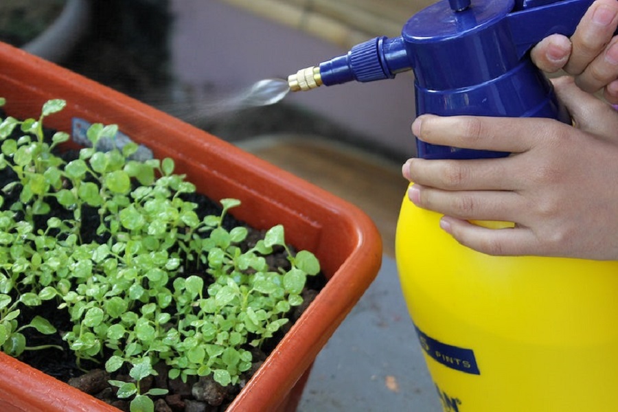 spraying weed killer to get rid of weeds 