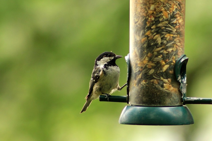 wildlife garden bird feeding