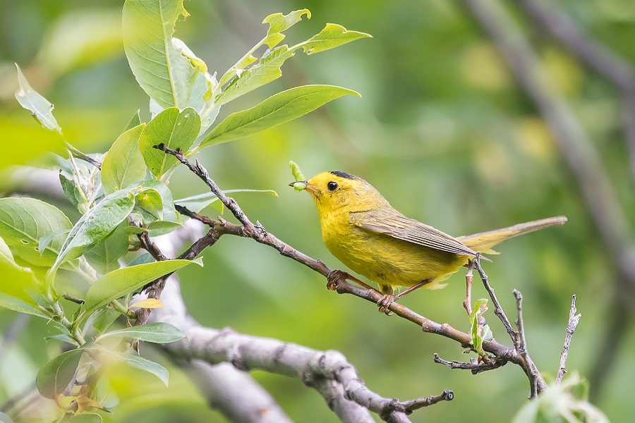 wildlife garden ideas with birds