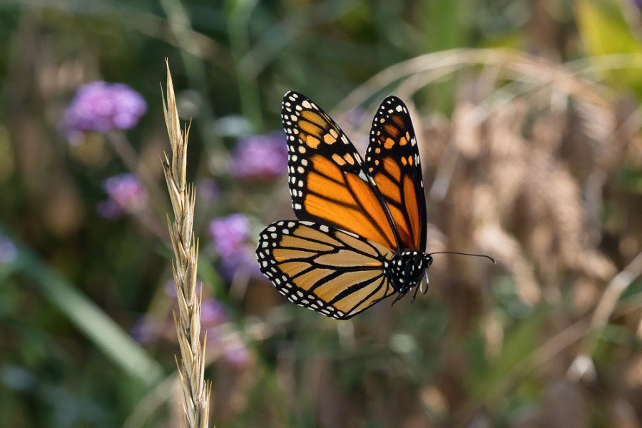 wildlife garden ideas with butterflies