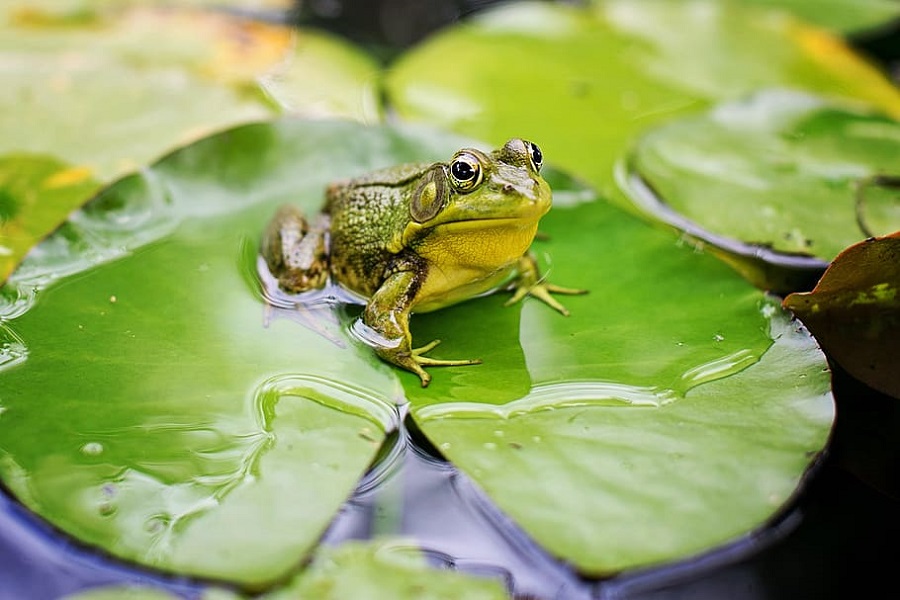 wildlife garden ideas with water features