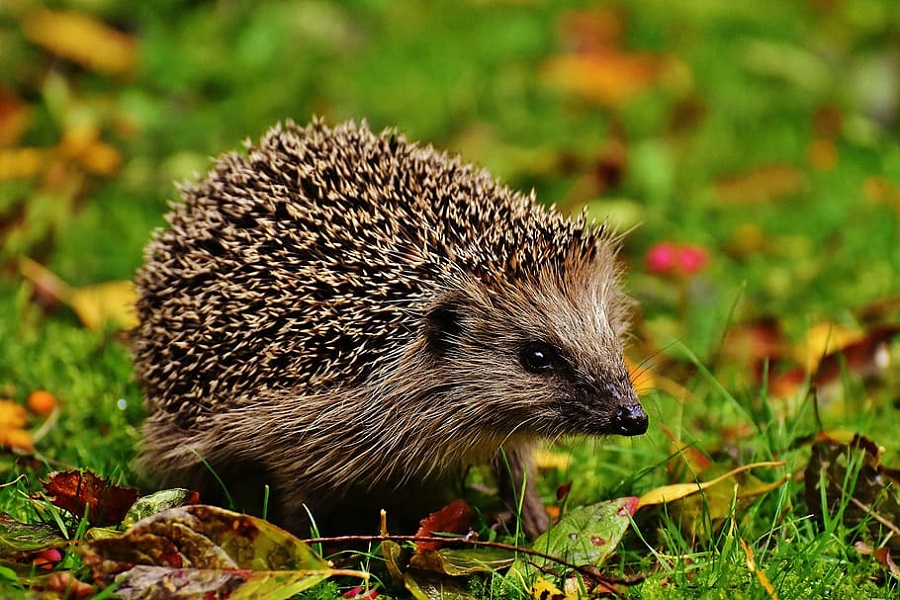 wildlife garden ideas with hedgehogs