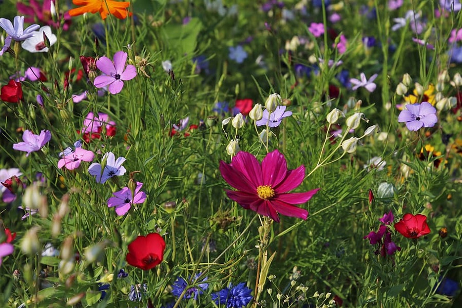 wildlife garden ideas with wildflowers