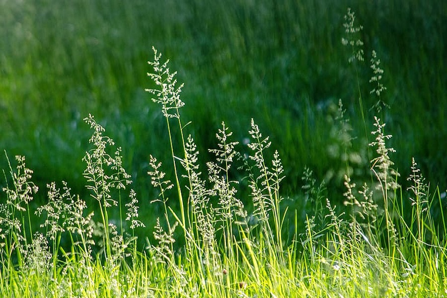 wildlife garden ideas with long grass