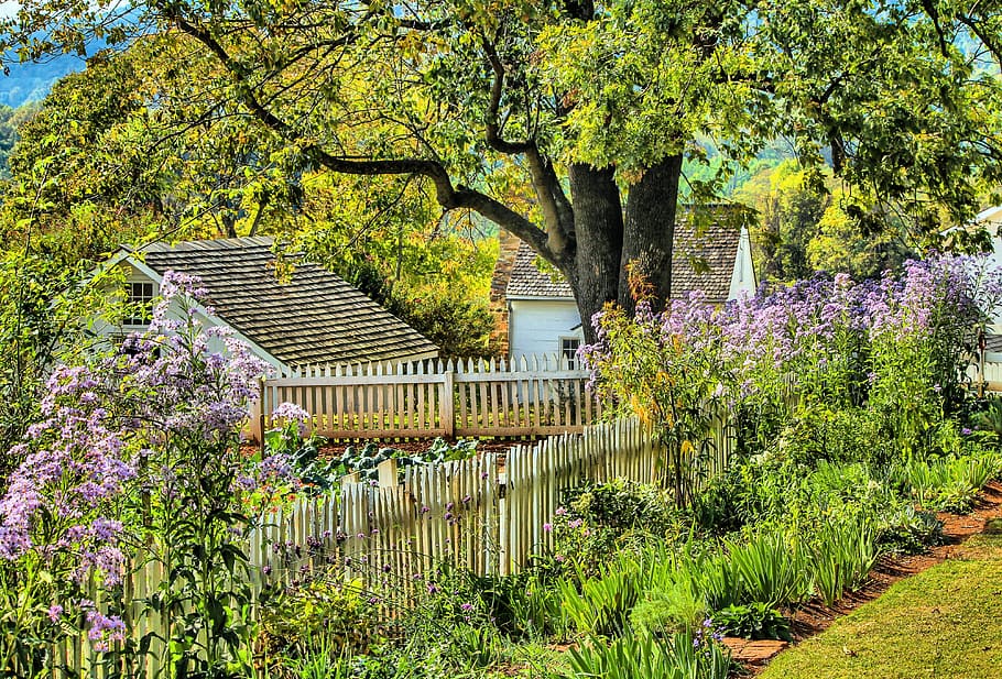 garden privacy boundary planting