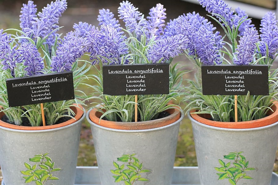 how to grow lavender in pots