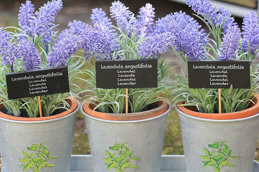 5 Tips to Grow Perfect Lavender 