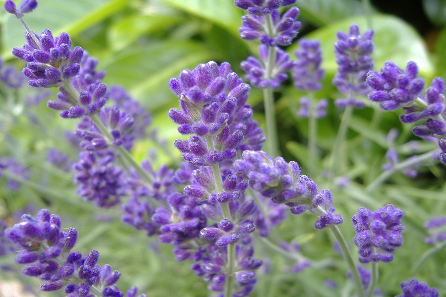how to grow lavender in the garden 