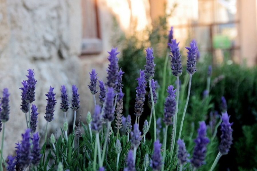 when to prune lavender 