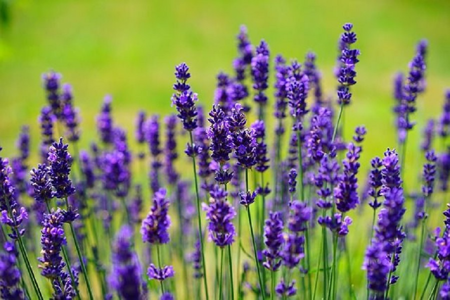 when to trim and care for lavender