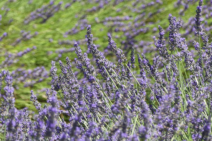 when to cut back lavender 