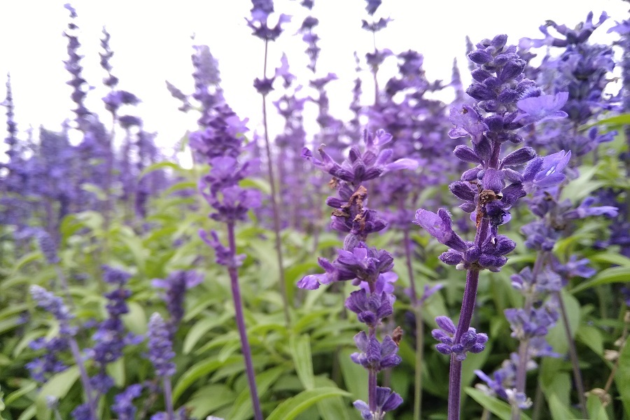 when to prune lavender and cut back