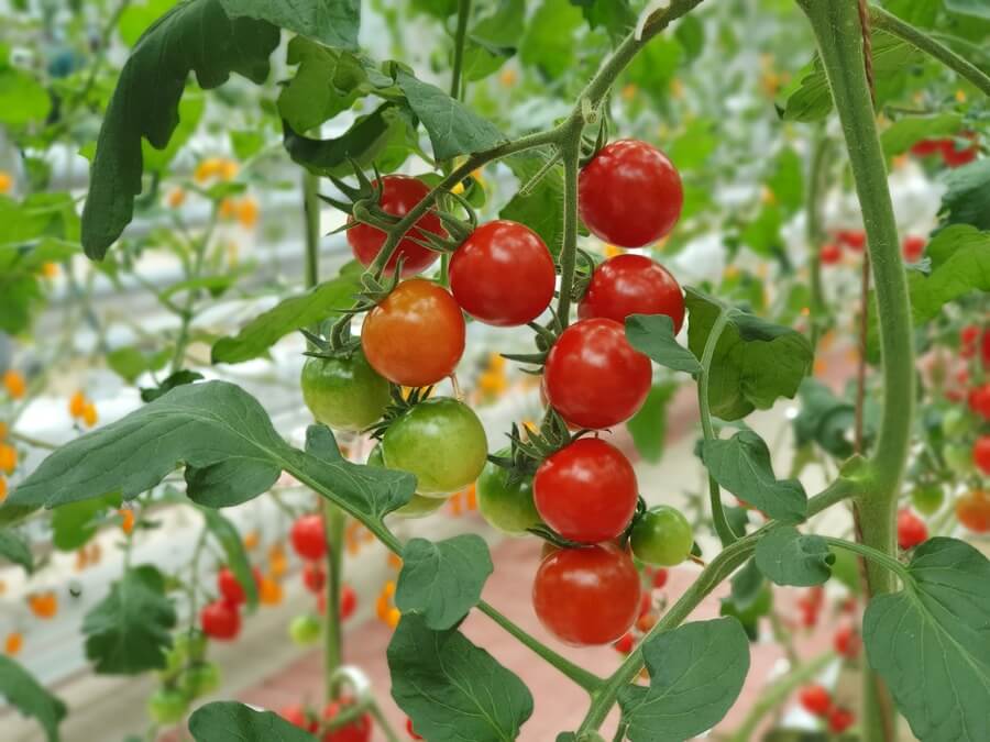 when to feed tomato plants