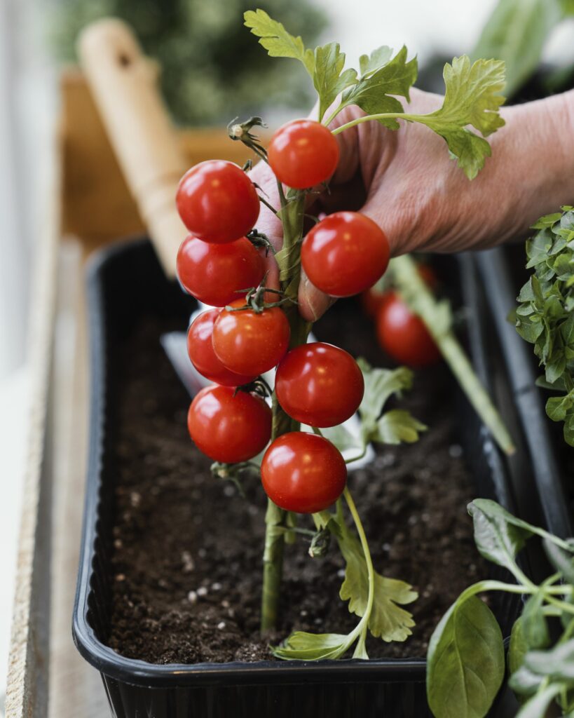 When to feed tomato plants