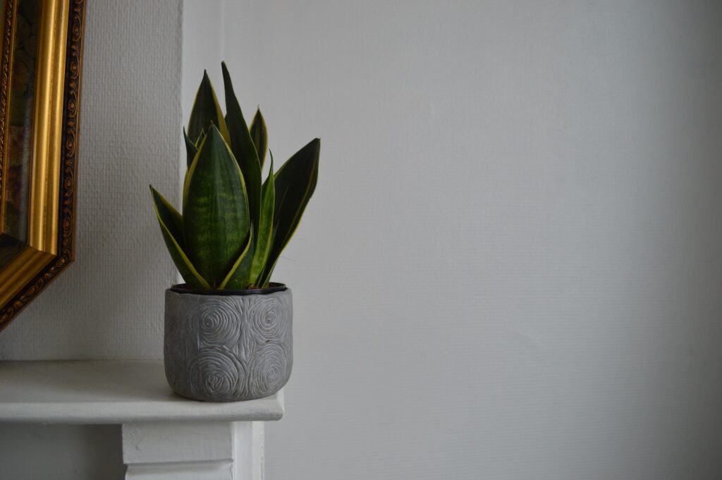 snake-plant-easy-low-maintenance-plants-for-pots