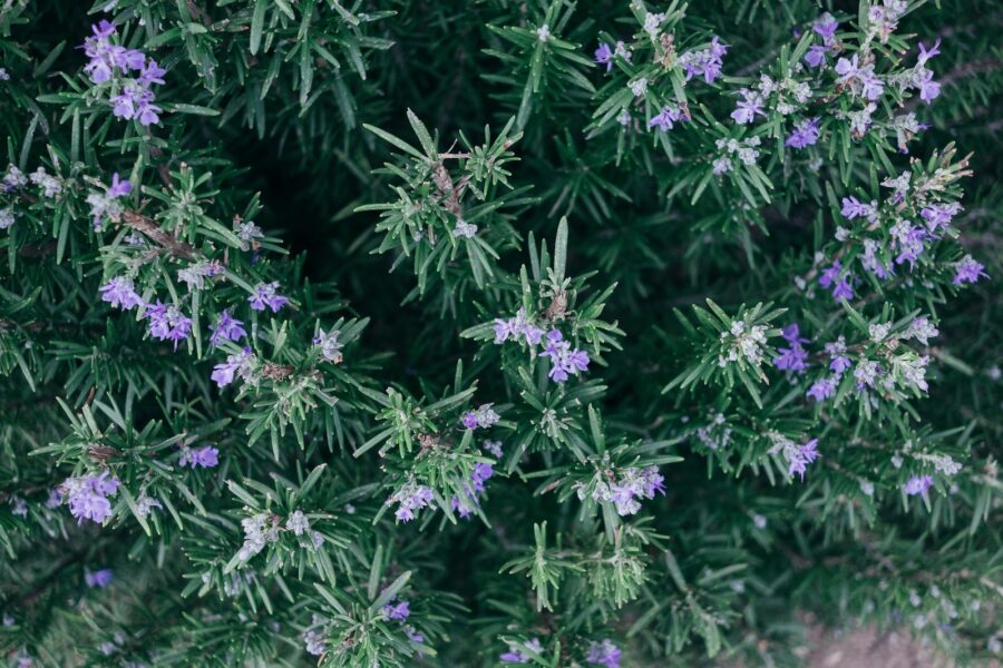 rosemary as low maintenance plants for pots