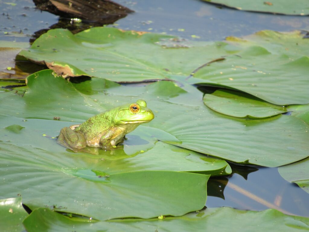 wildlife pond idea frog